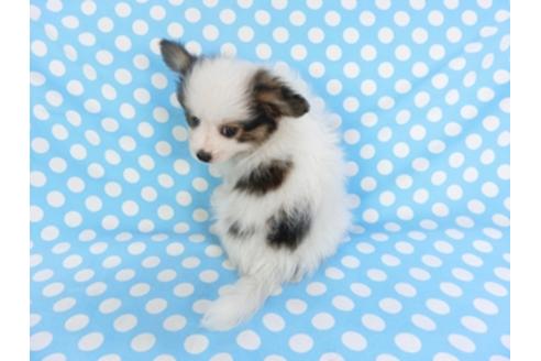 成約済の千葉県のパピヨン-101653の2枚目